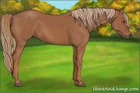Horse Color:Chestnut Rabicano 