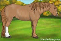 Horse Color:Chestnut Rabicano 