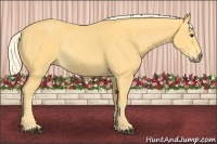 Horse Color:Palomino Rabicano 