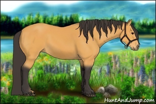 Horse Color: Buckskin 