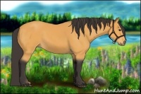 Horse Color:Buckskin 