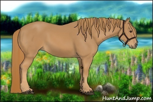 Horse Color: Chestnut 