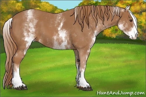 Horse Color:White Spotted Chestnut 