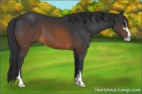 Horse Color:Brown Sabino 