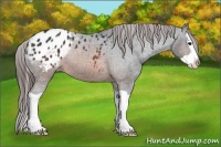 Horse Color:Brown Splash Appaloosa 