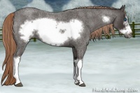 Horse Color:Liver Red Roan Frame 