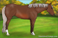 Horse Color:Silver Bay 