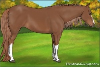 Horse Color:Chestnut 