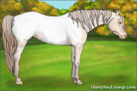 Horse Color:Amber Champagne Appaloosa 