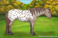 Horse Color:Bay Dun Appaloosa 