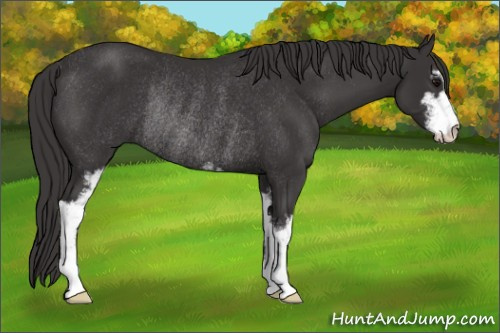 Horse Color: Buckskin Sabino Rabicano 