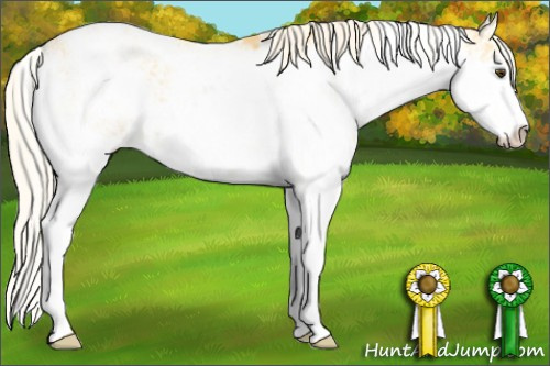 Horse Color: Unknown 