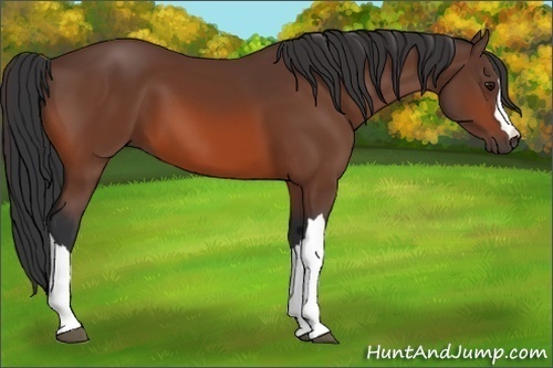 Horse Color: Unknown 