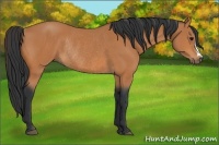 Horse Color:Bay Rabicano 