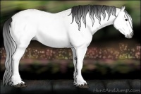 Horse Color:Gray White Spotted Bay Dun