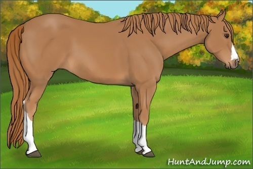 Horse Color:Chestnut 