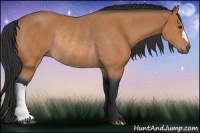 Horse Color:Bay Rabicano 