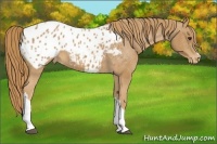 Horse Color:Chestnut Appaloosa