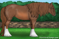 Horse Color:Liver Chestnut 