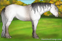 Horse Color:Gray Amber Champagne 