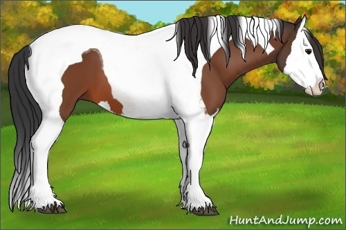 Horse Color: Bay Splash Tobiano 