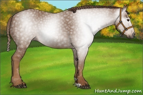 Horse Color:Gray Chestnut 