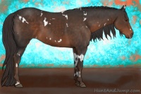 Horse Color:White Spotted Liver Chestnut 