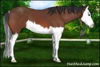 Horse Color:Bay Splash 