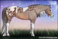 Horse Color:Bay Splash Tobiano Blanket  Brindle