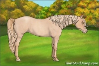 Horse Color:Gold Champagne Roan 