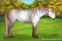 Horse Color:Gray Chestnut 