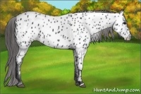 Horse Color:Black Near Leopard 