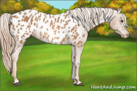 Horse Color:Chestnut Frame Appaloosa 