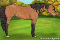Horse Color:Bay  Brindle