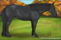 Horse Color:Black Rabicano