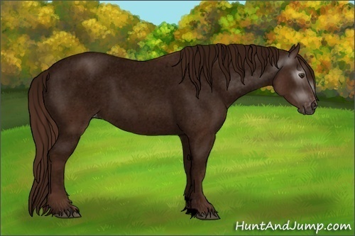 Horse Color:Gray Void Chestnut Snowcap