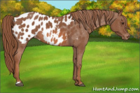 Horse Color:Chestnut Appaloosa