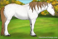 Horse Color:White Spotted Chestnut