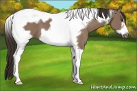 Horse Color:Liver Red Dun Tobiano Frame 
