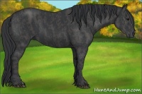 Horse Color:Black  Brindle