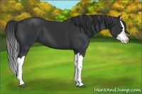 Horse Color:Black Splash 