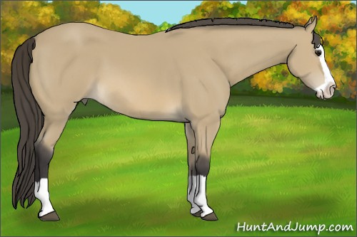 Horse Color: Buckskin Splash 