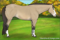 Horse Color:Buckskin Splash 