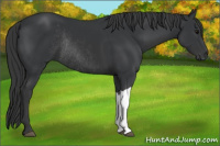 Horse Color:Black Rabicano 
