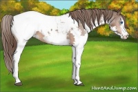 Horse Color:Bay Splash Snowcap 