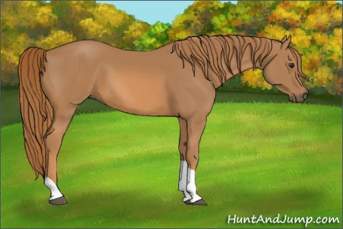 Horse Color: Chestnut Tobiano 