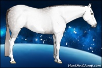 Horse Color:Gray Chestnut 