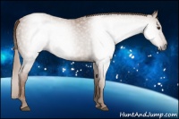 Horse Color:Gray Chestnut 