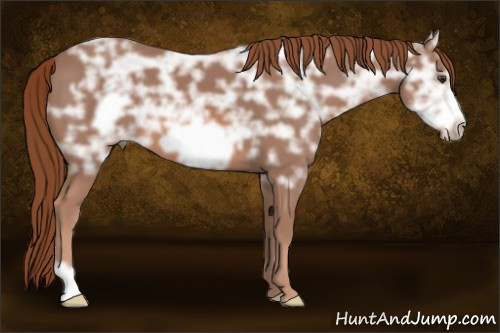 Horse Color: Liver Chestnut Ice Frame 