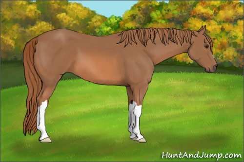 Horse Color: Chestnut 